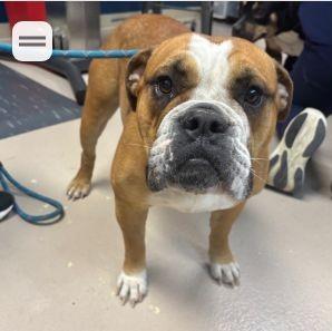 Enlarge Marmalade, an adopted English Bulldog in Belmar, NJ image 3/3