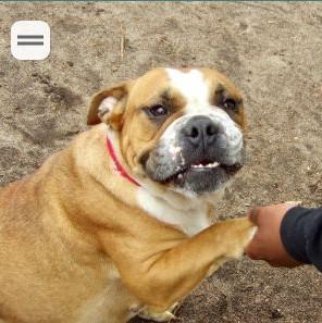 Enlarge Marmalade, an adopted English Bulldog in Belmar, NJ image 1/3