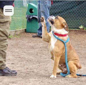 Enlarge Marmalade, an adopted English Bulldog in Belmar, NJ image 2/3