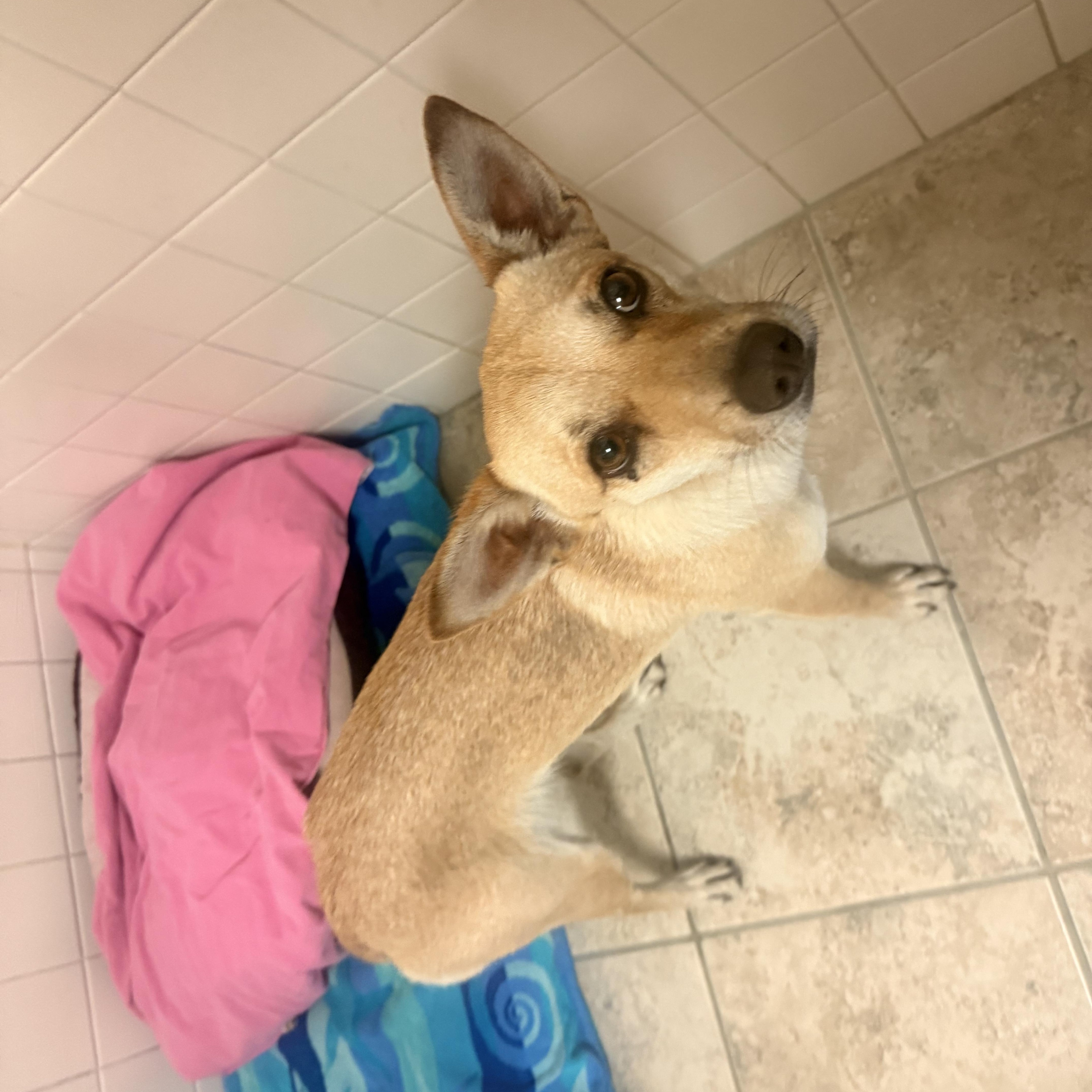 Stray , an adopted mixed breed in Hays, KS image 2/5