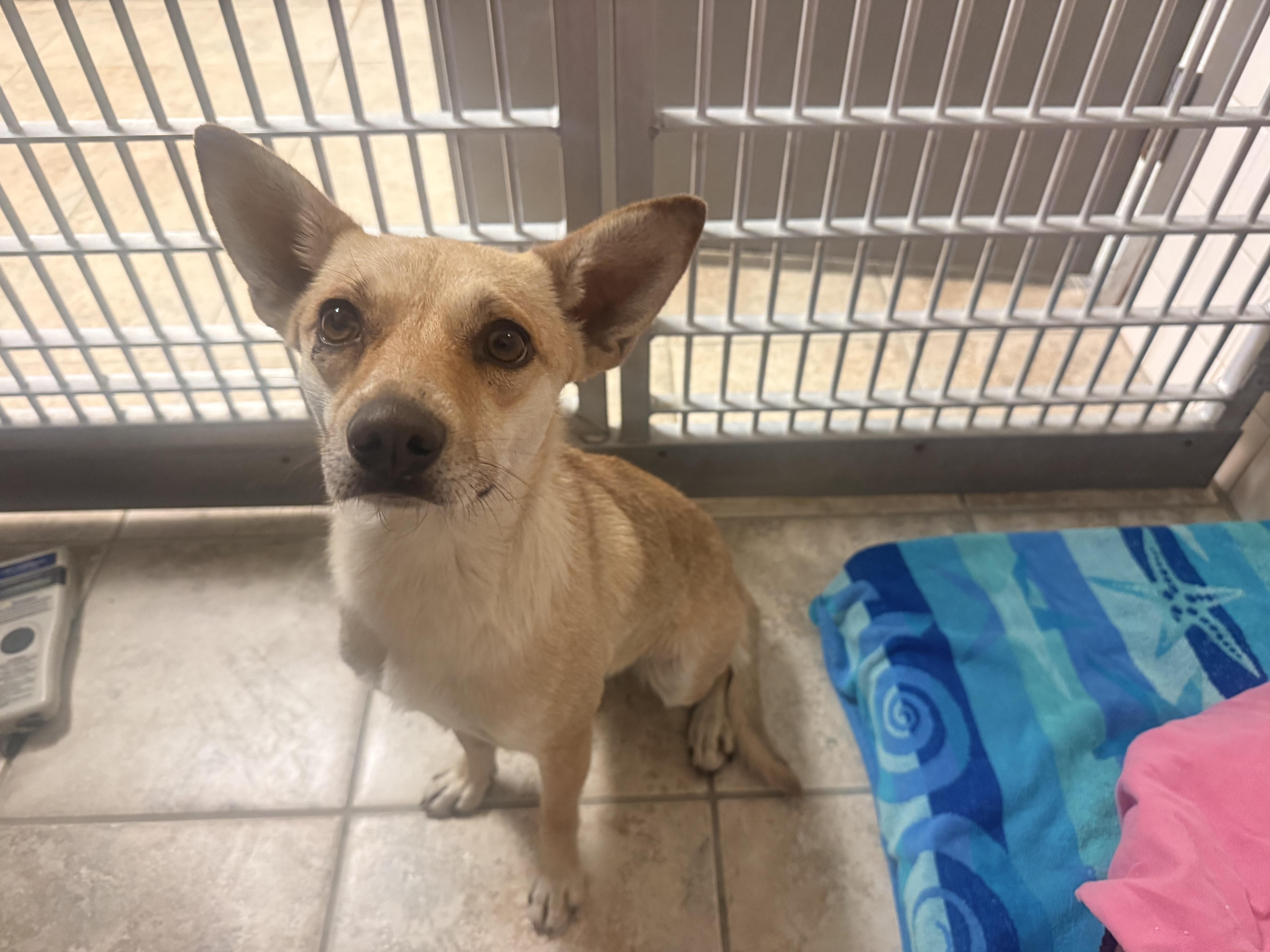 Stray , an adopted mixed breed in Hays, KS image 3/5