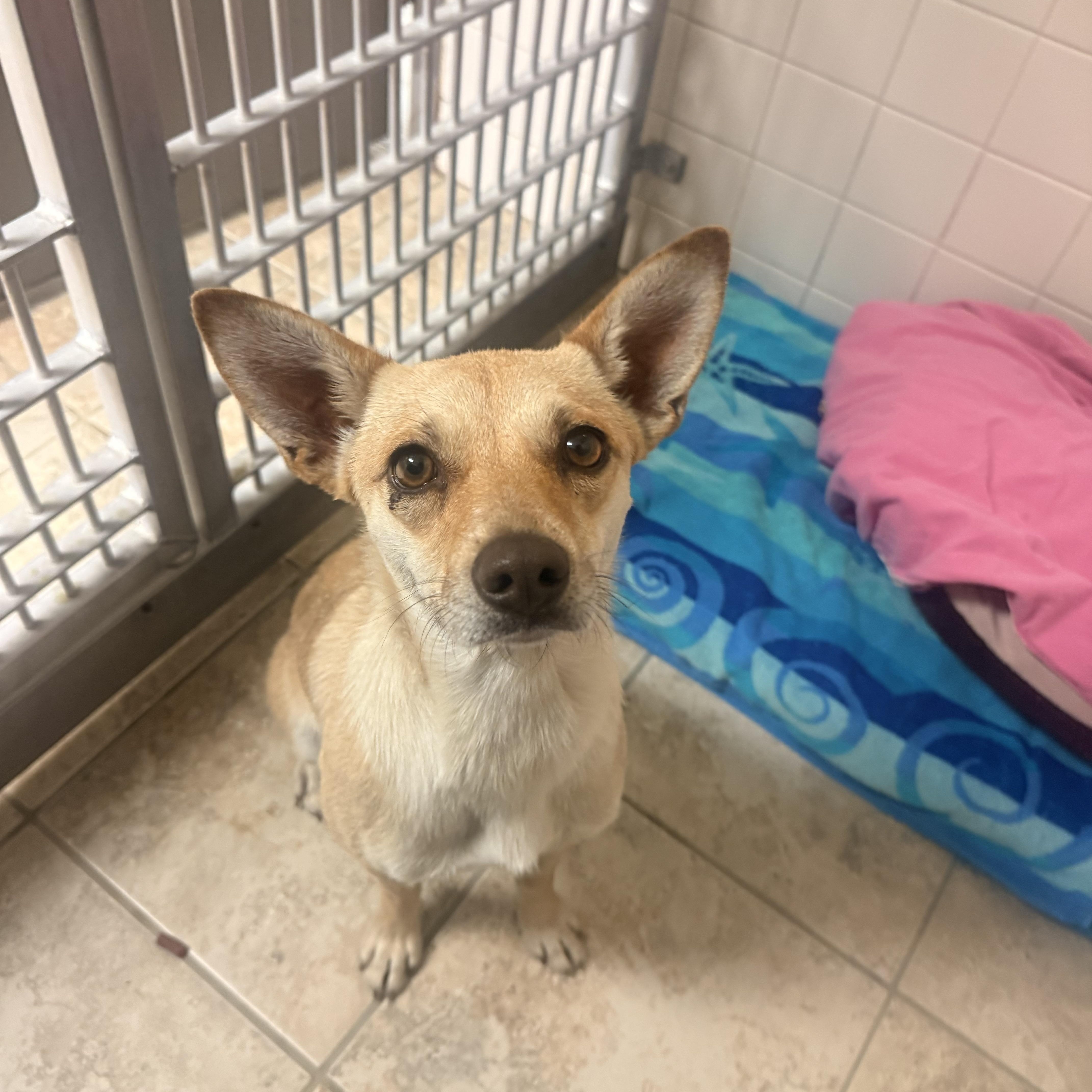 Stray , an adopted mixed breed in Hays, KS image 4/5