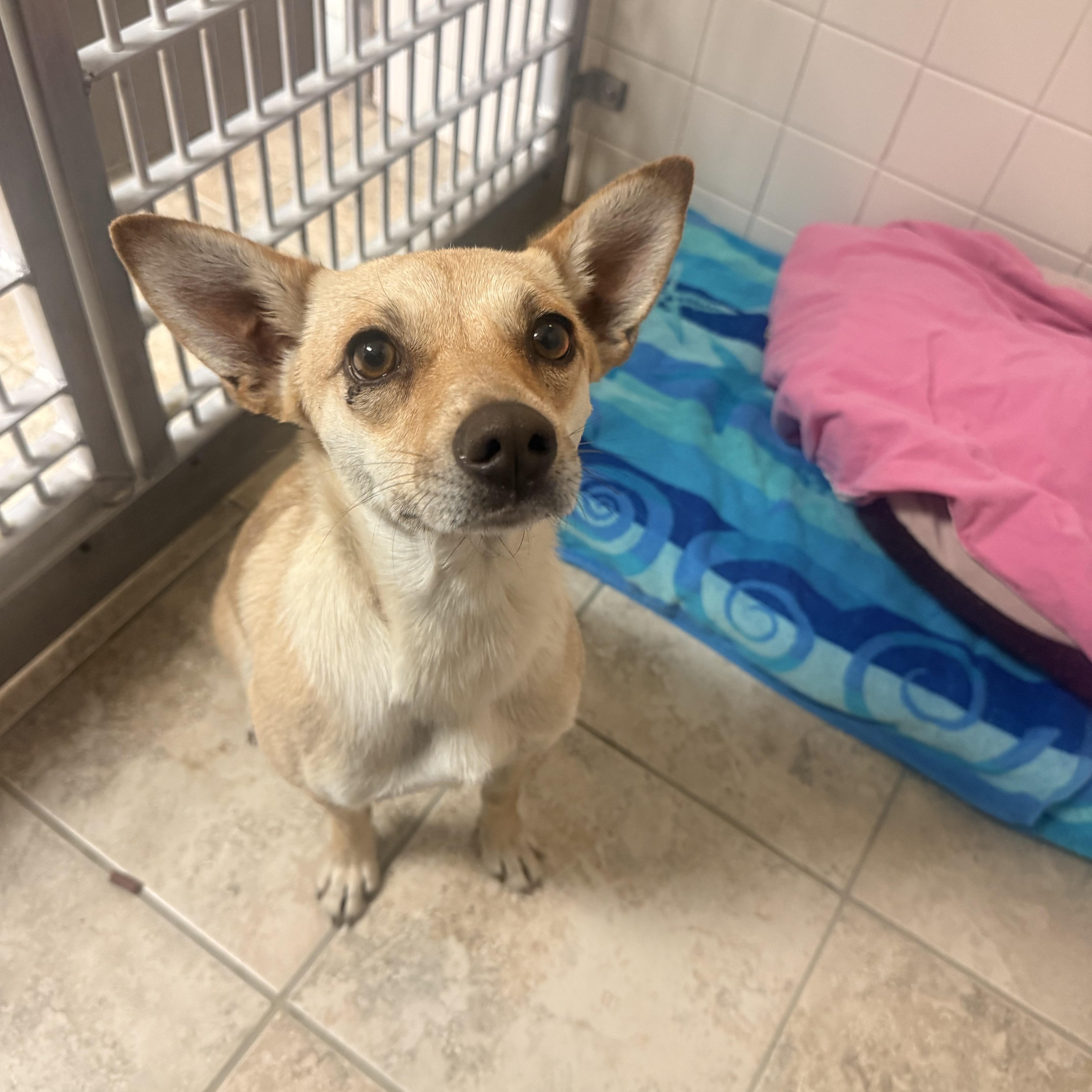 Stray , an adopted mixed breed in Hays, KS image 5/5