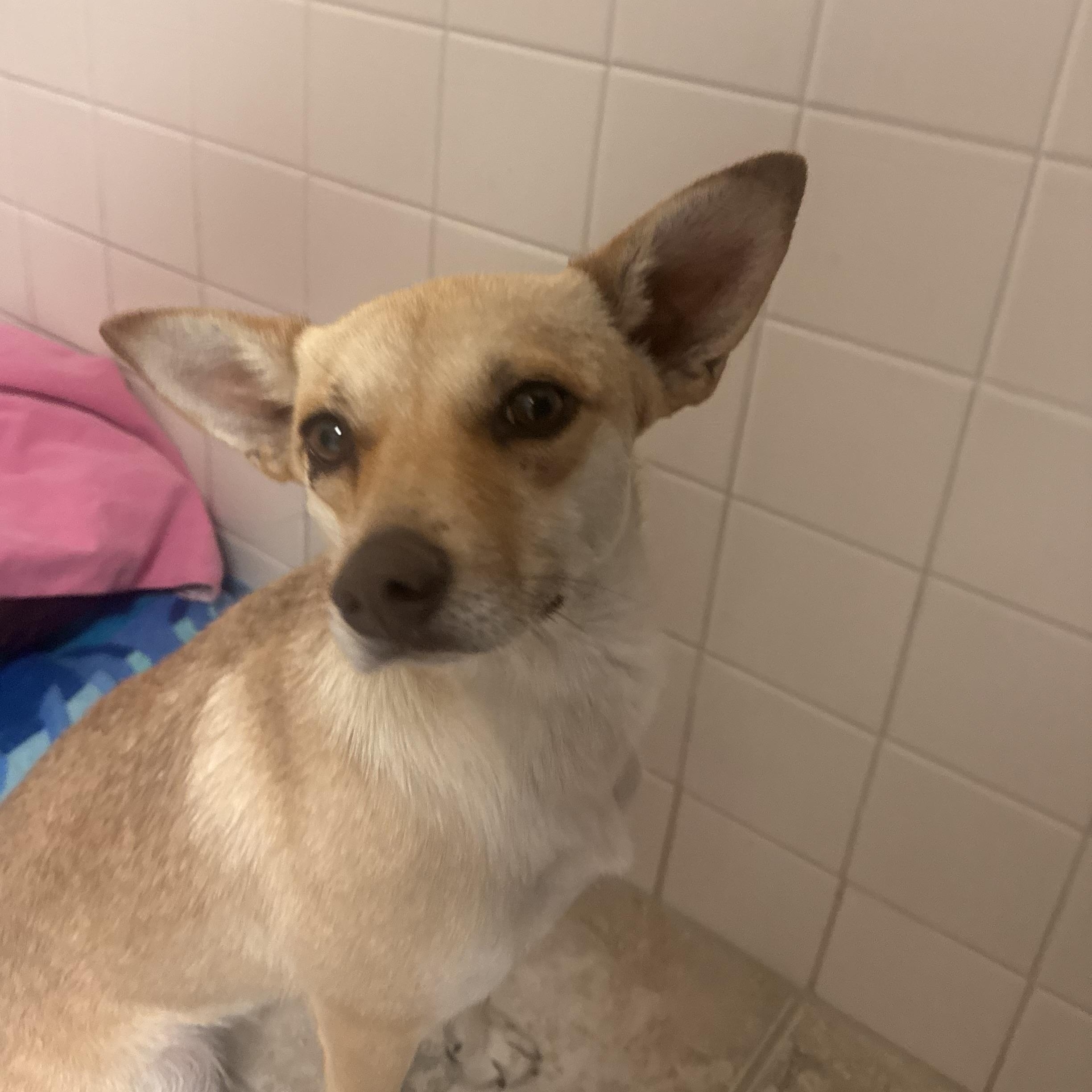 Stray , an adopted mixed breed in Hays, KS image 1/5