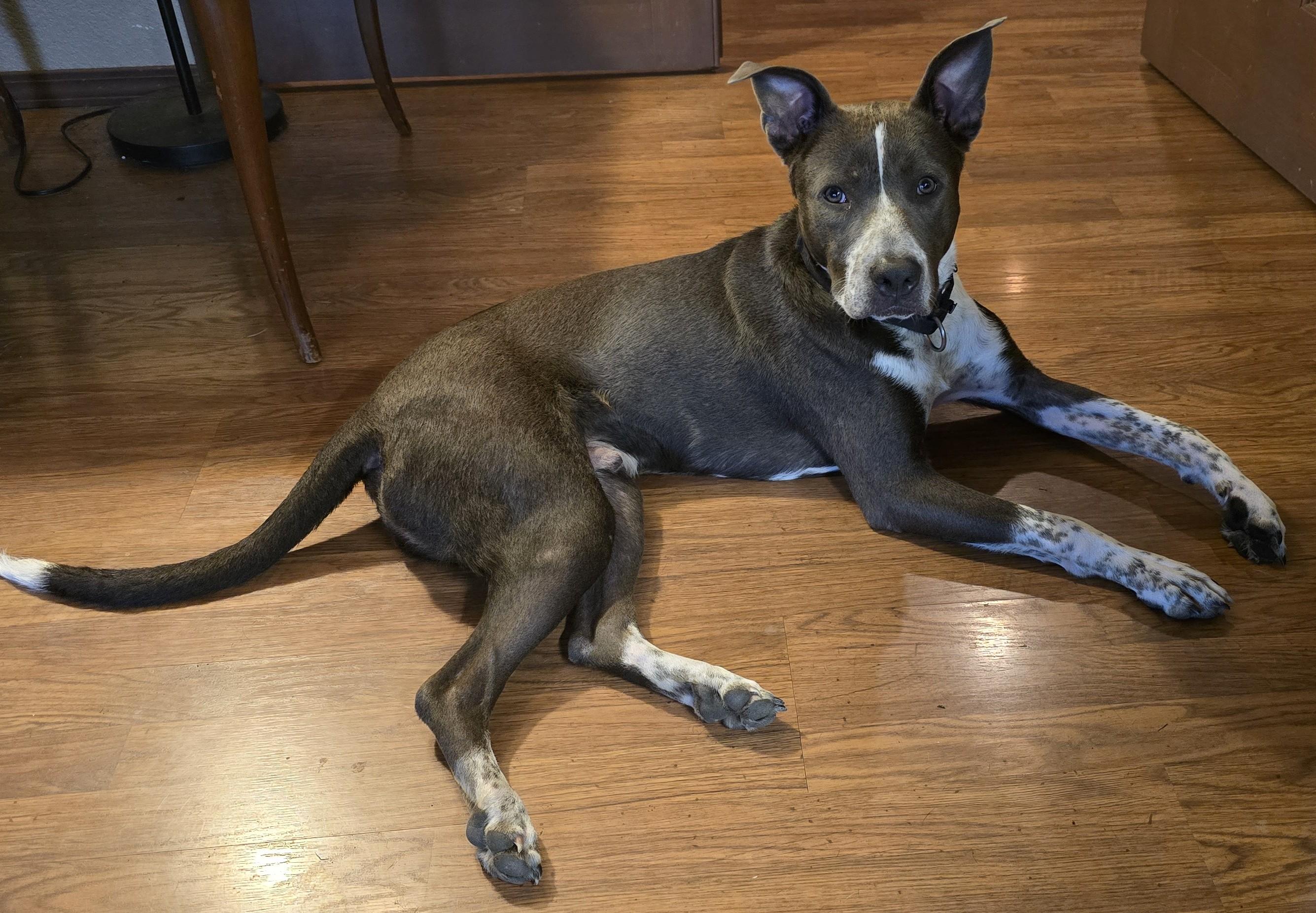 TACO PACO, ADOPTABLE, Young Male Australian Cattle Dog / Blue Heeler & Pit Bull Terrier.