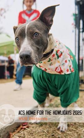 Enlarge TACO PACO, a ADOPTABLE mixed breed in Olympia, WA image 4/5