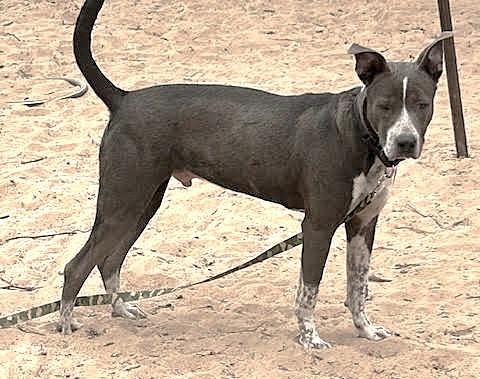 Enlarge TACO PACO, a ADOPTABLE mixed breed in Olympia, WA image 5/5