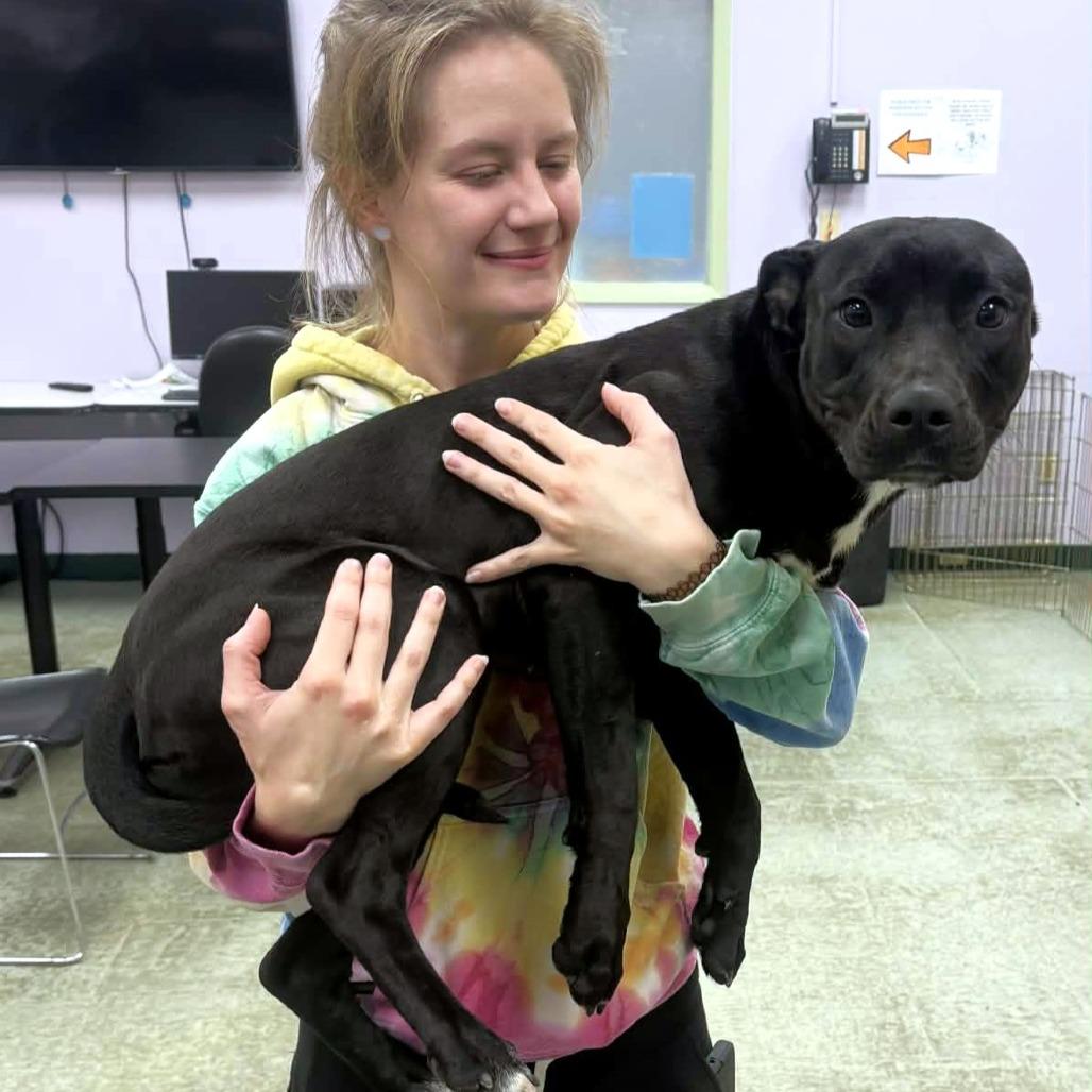 Juniper, a Adoptable Pit Bull Terrier in Michigan City, IN image 1/6