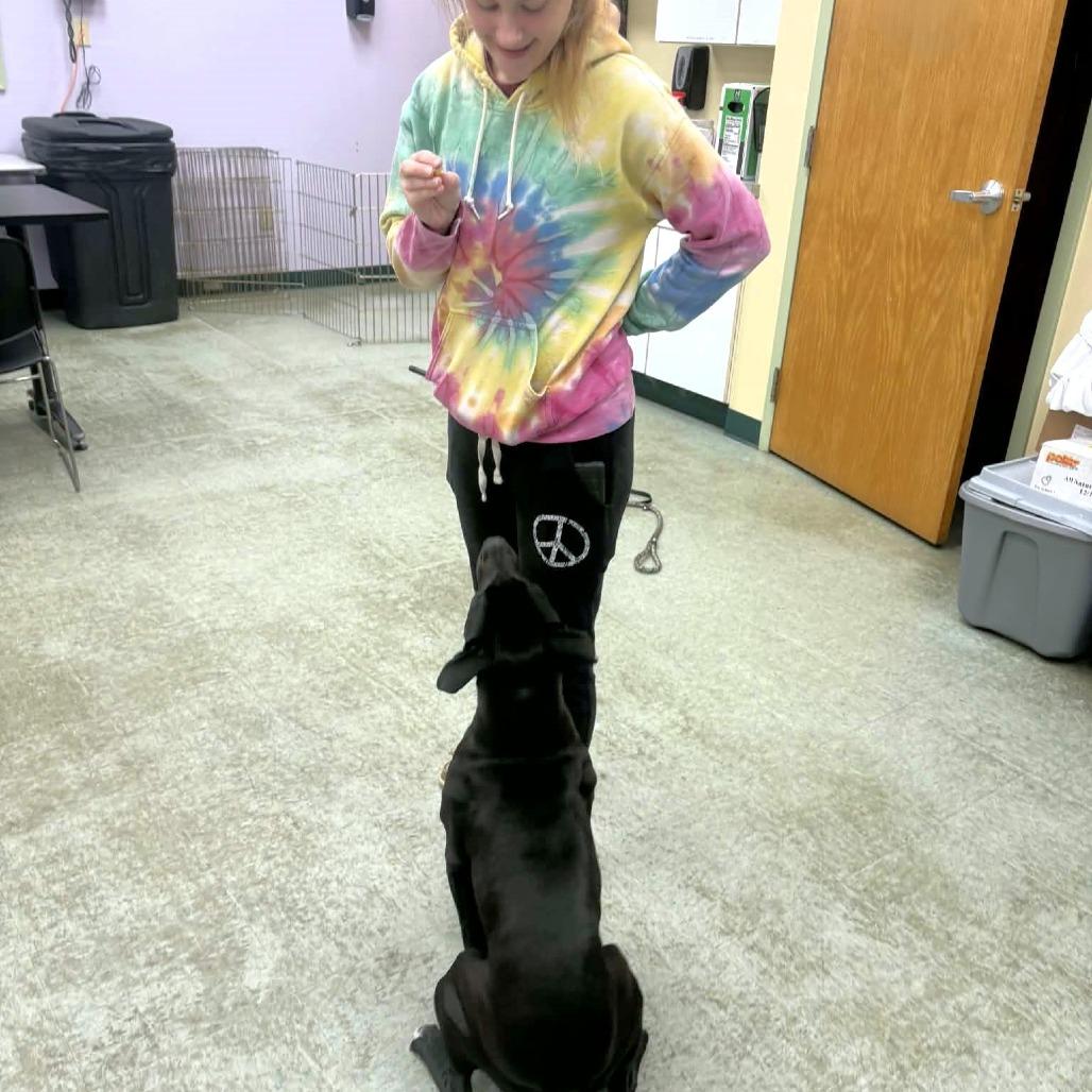 Juniper, a Adoptable Pit Bull Terrier in Michigan City, IN image 2/6