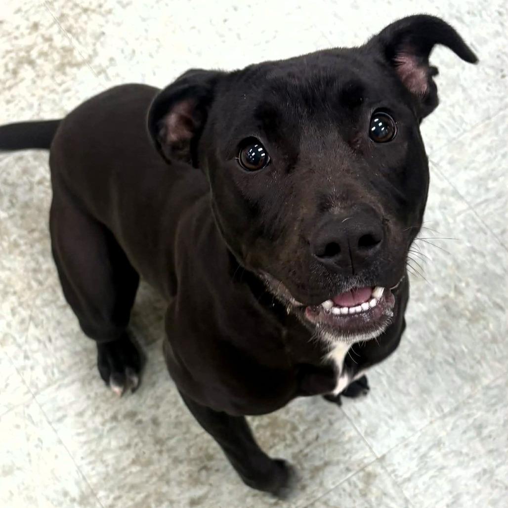 Juniper, a Adoptable Pit Bull Terrier in Michigan City, IN image 3/6