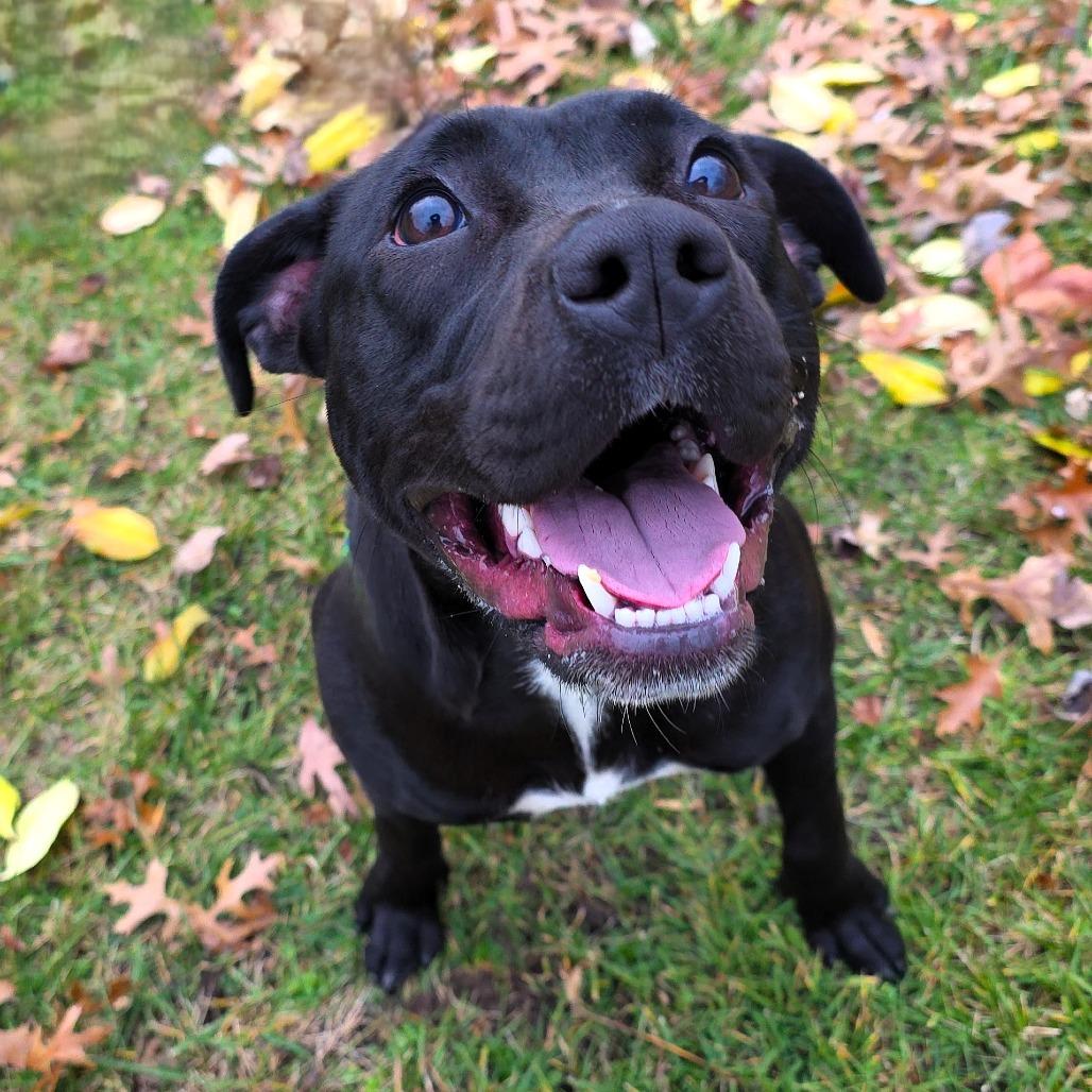 Juniper, a Adoptable Pit Bull Terrier in Michigan City, IN image 4/6