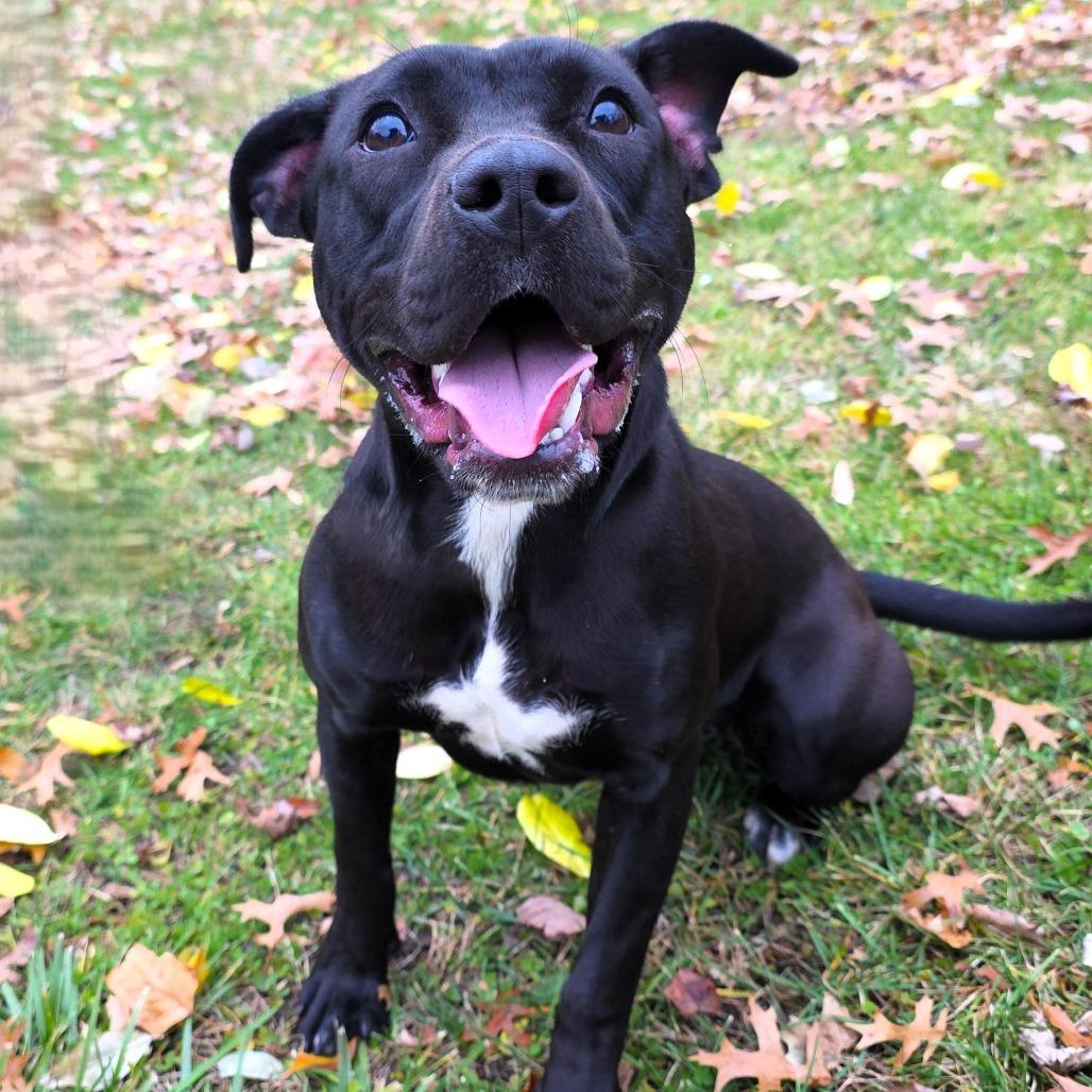 Juniper, a Adoptable Pit Bull Terrier in Michigan City, IN image 5/6