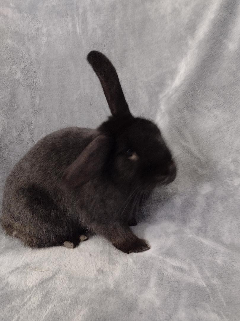 Enlarge Townes***teeth issues, a Adoptable Havana in Plymouth, MI image 1/3