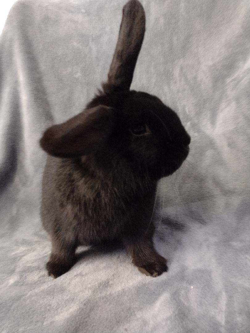 Enlarge Townes***teeth issues, a Adoptable Havana in Plymouth, MI image 2/3