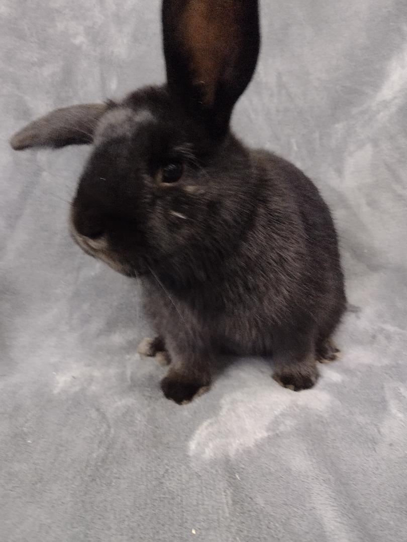 Enlarge Townes***teeth issues, a Adoptable Havana in Plymouth, MI image 3/3