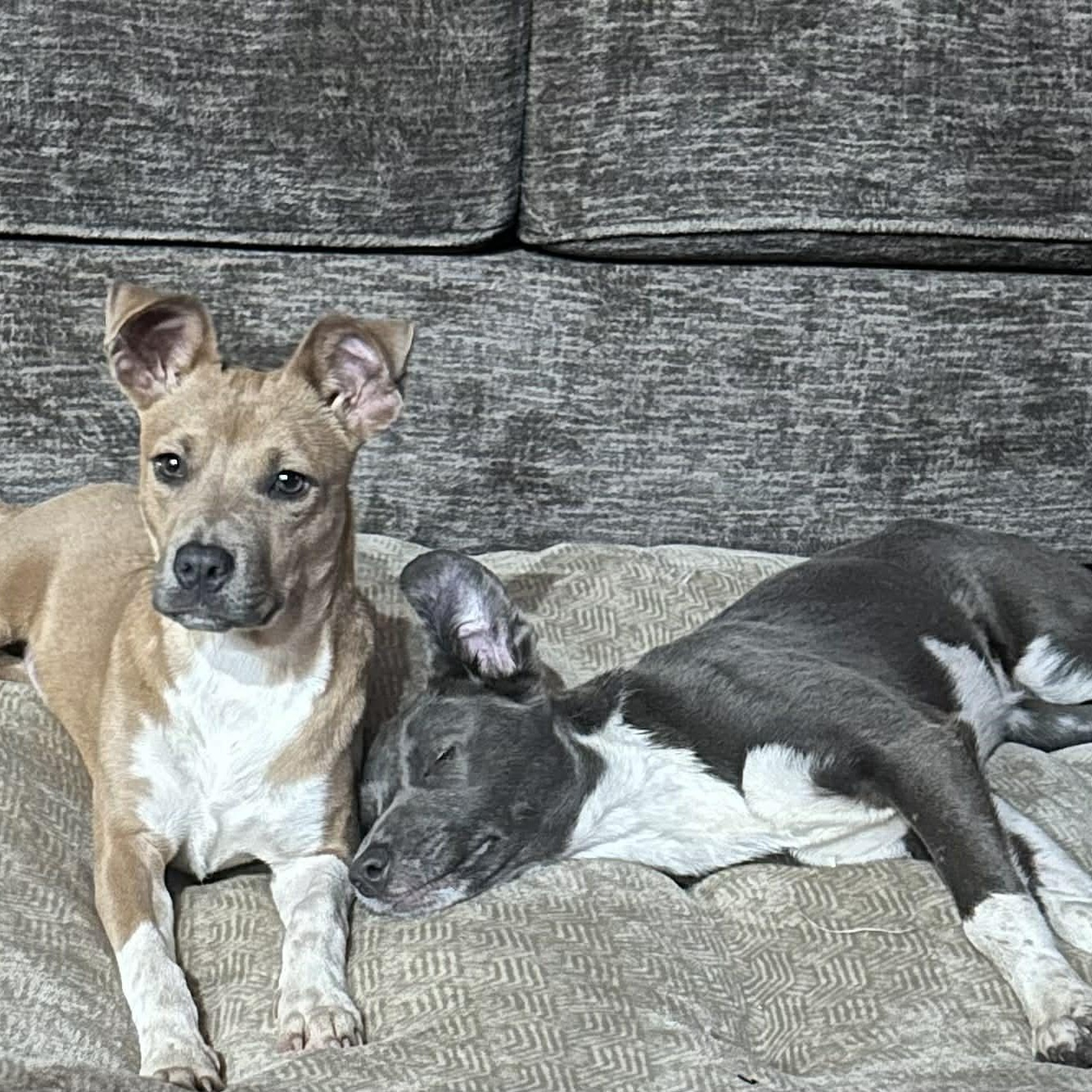 Enlarge JOLLY, a Adoptable mixed breed in Dallas, TX image 2/4