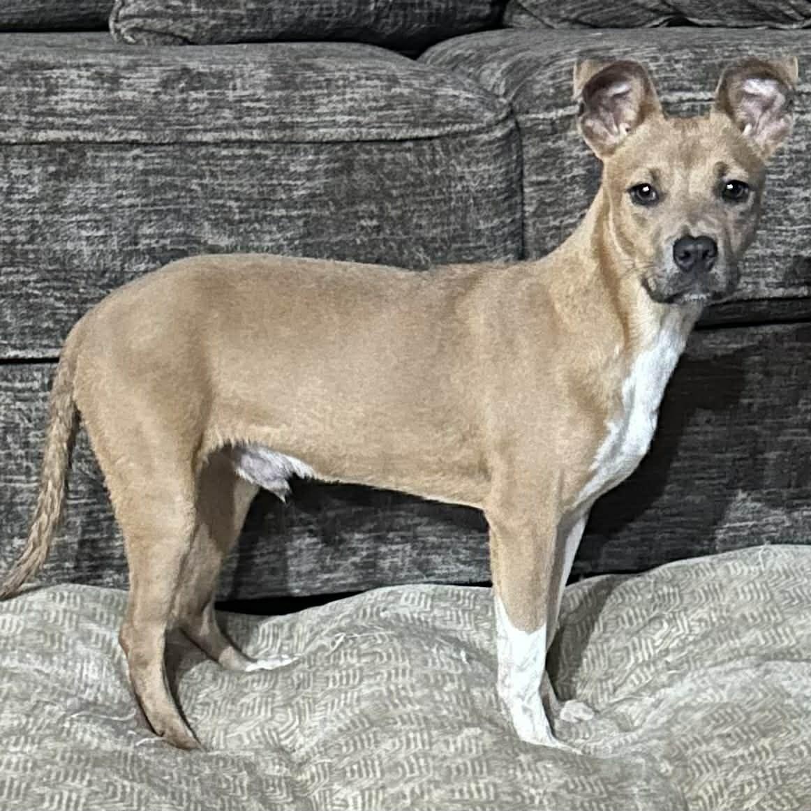 Enlarge JOLLY, a Adoptable mixed breed in Dallas, TX image 1/4