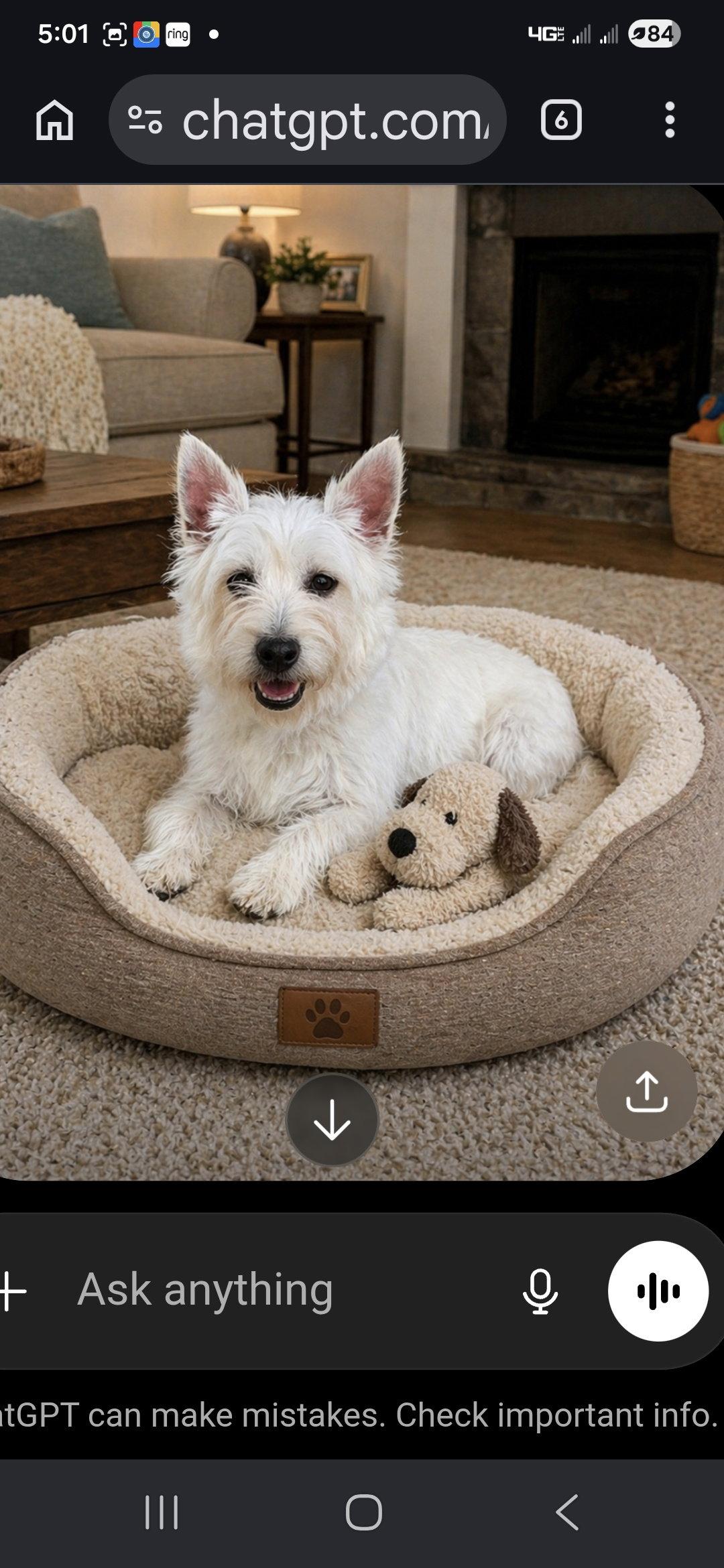 Sophia, Adoptable, Adult Female West Highland White Terrier / Westie.