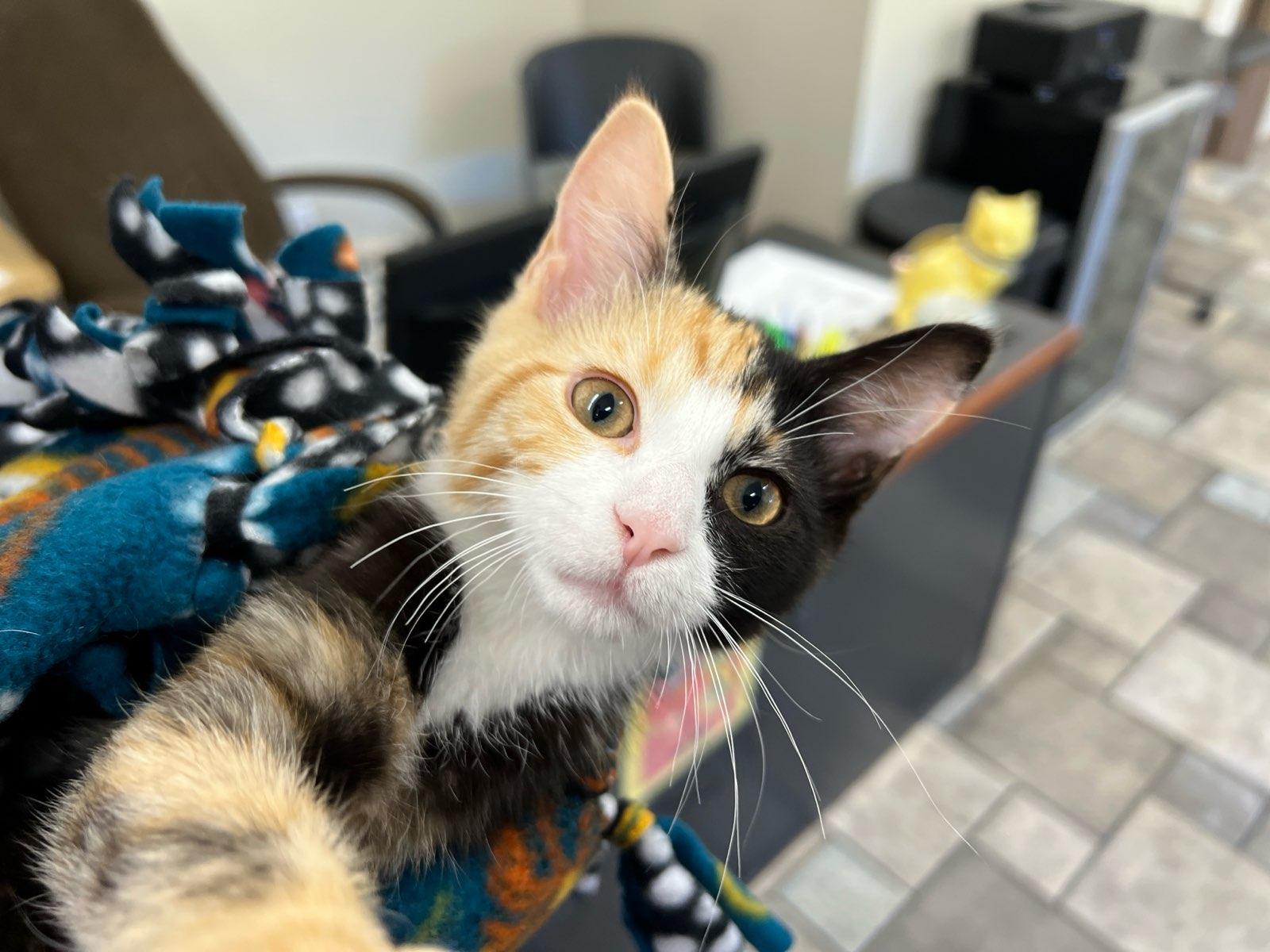 Enlarge Piper, a Adopted Domestic Short Hair in Washington, PA image 1/1