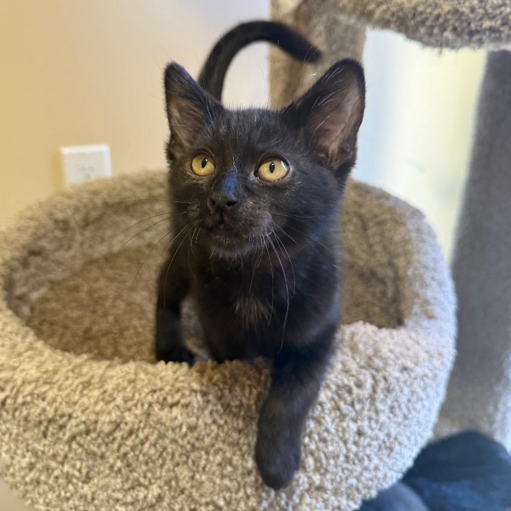 Noodles, Adoptable, Kitten Male Domestic Short Hair.