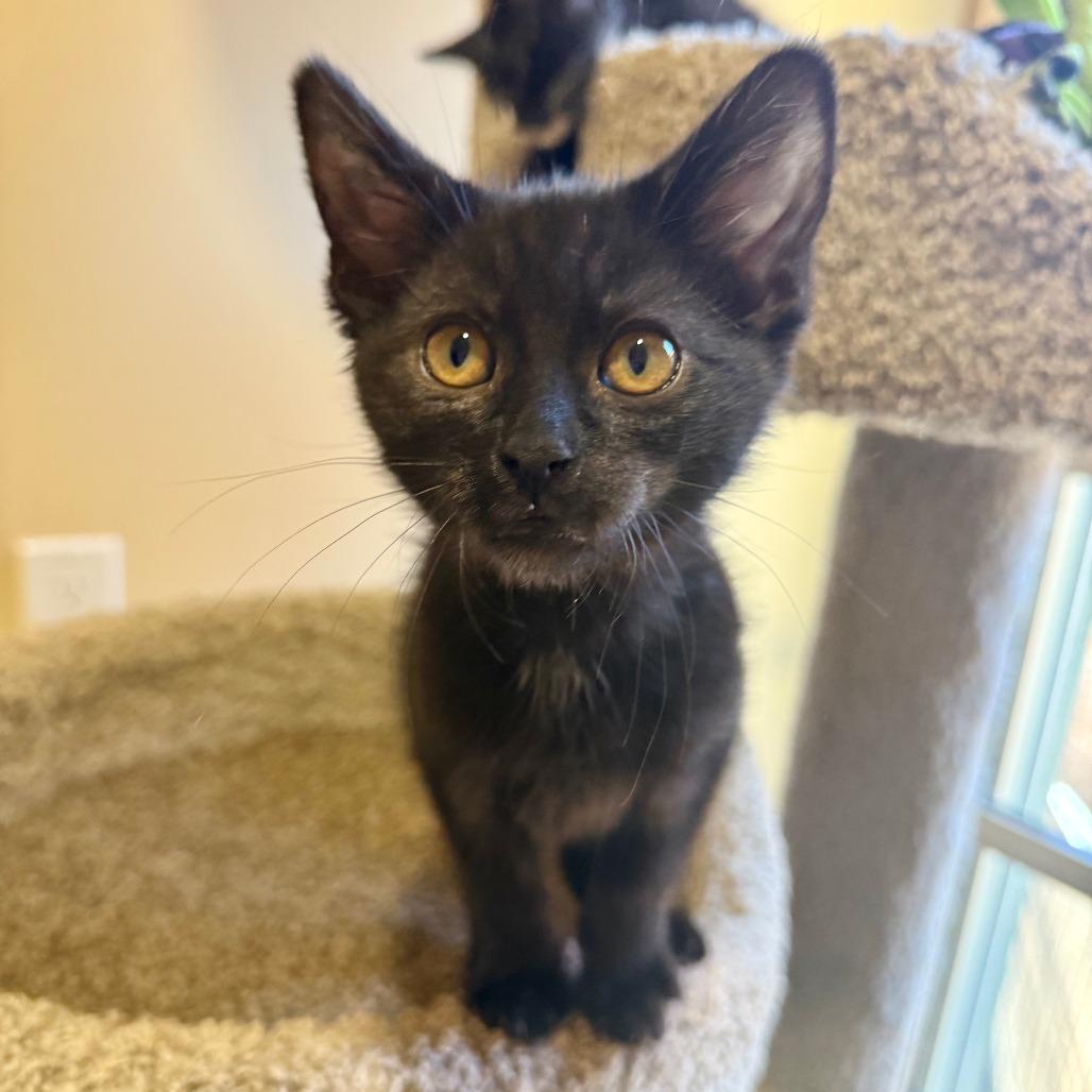 Noodles, a Adoptable Domestic Short Hair in Agoura Hills, CA image 2/5