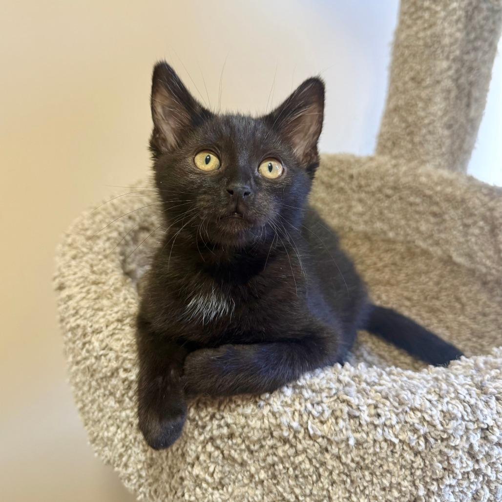 Noodles, a Adoptable Domestic Short Hair in Agoura Hills, CA image 3/5