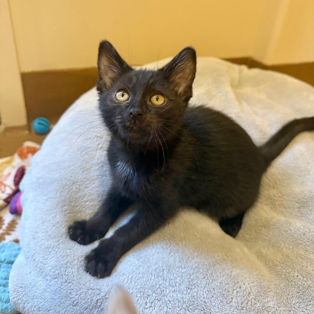 Noodles, a Adoptable Domestic Short Hair in Agoura Hills, CA image 4/5