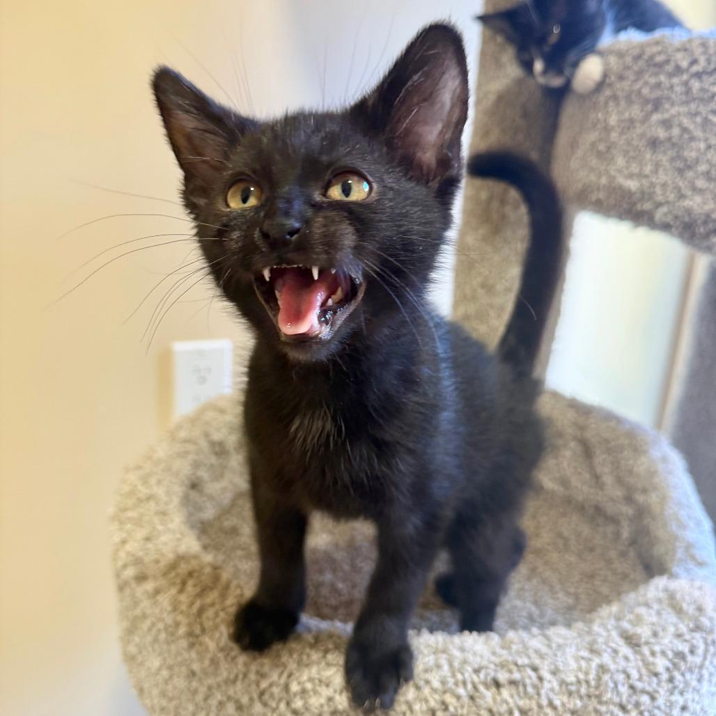 Noodles, a Adoptable Domestic Short Hair in Agoura Hills, CA image 5/5