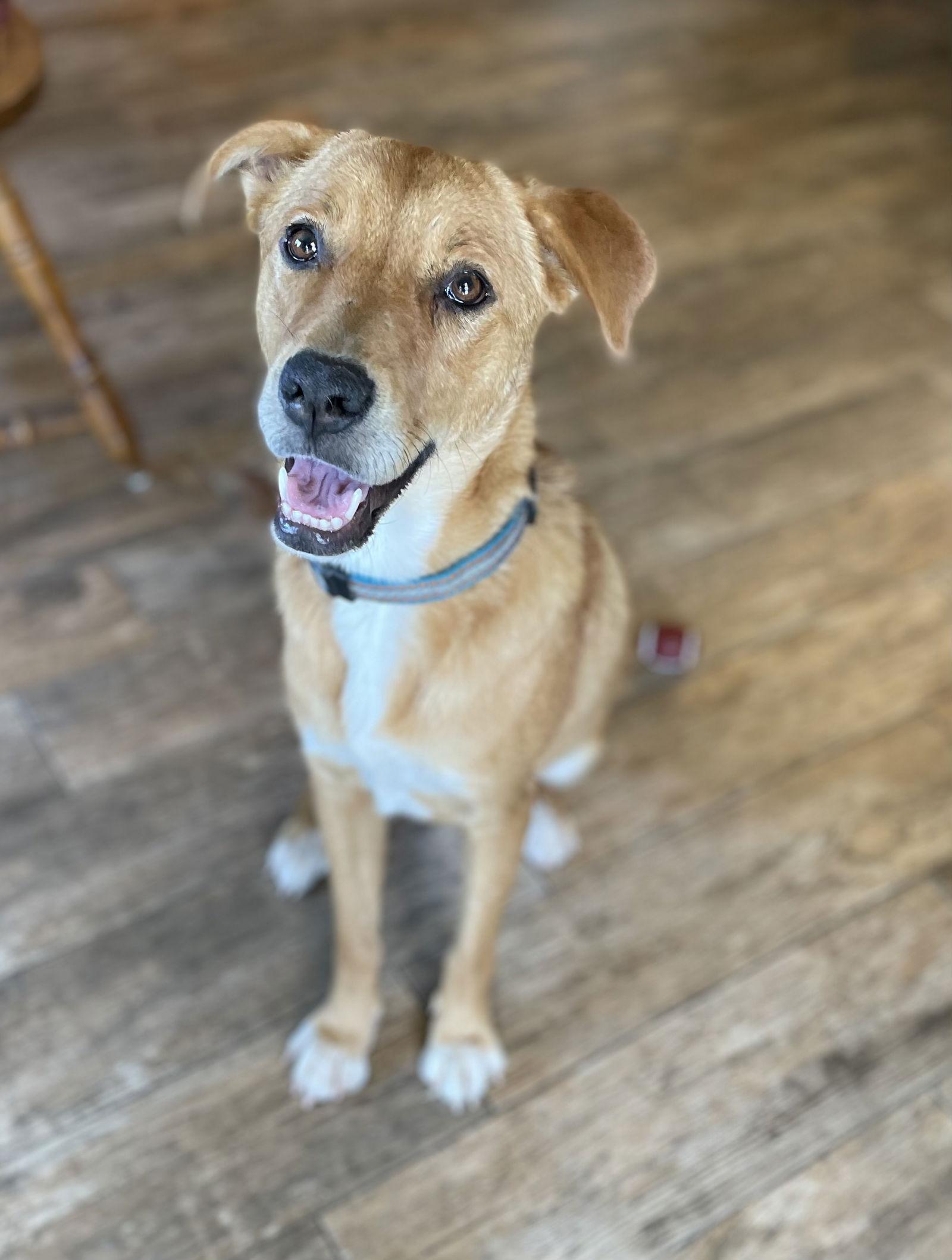 COURTESY POSTING GIGI, Adopted, Young Female Mixed Breed.
