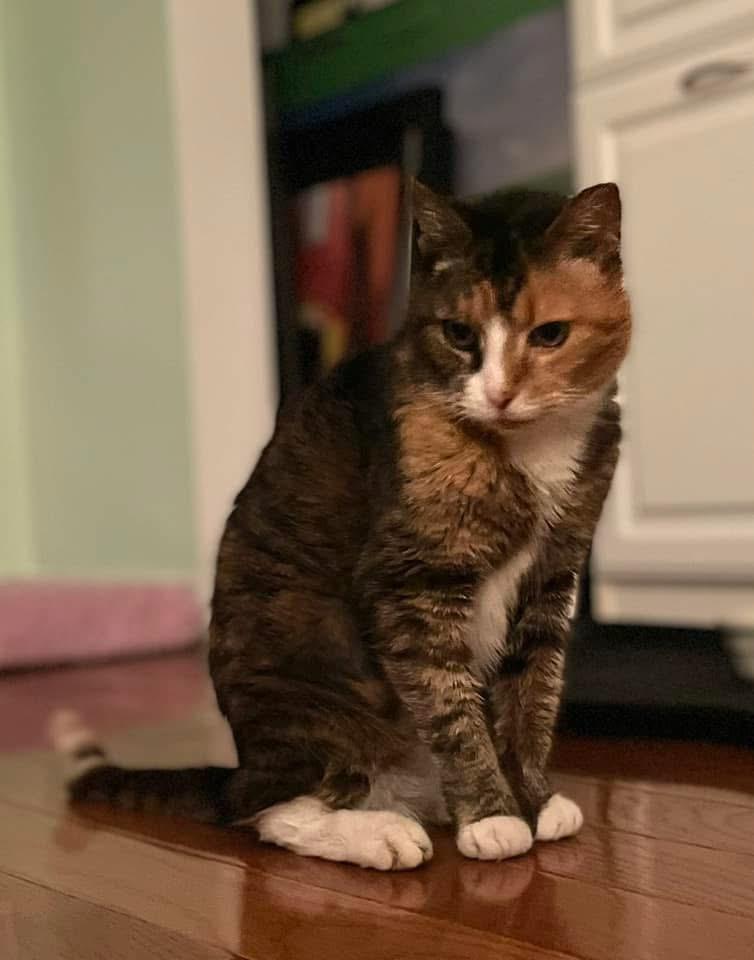 Charlie, Adopted, Senior Female Calico & Tiger.