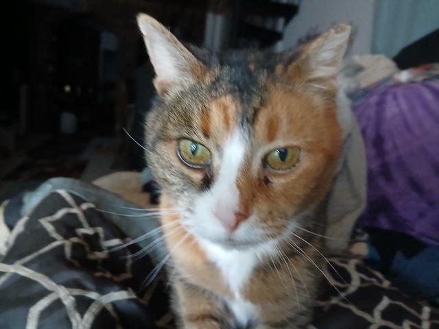 Enlarge Charlie, a Adopted mixed breed in Holland, MI image 3/3