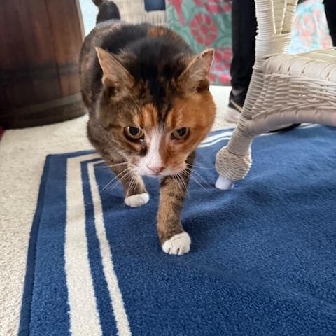 Enlarge Charlie, a Adopted mixed breed in Holland, MI image 2/3