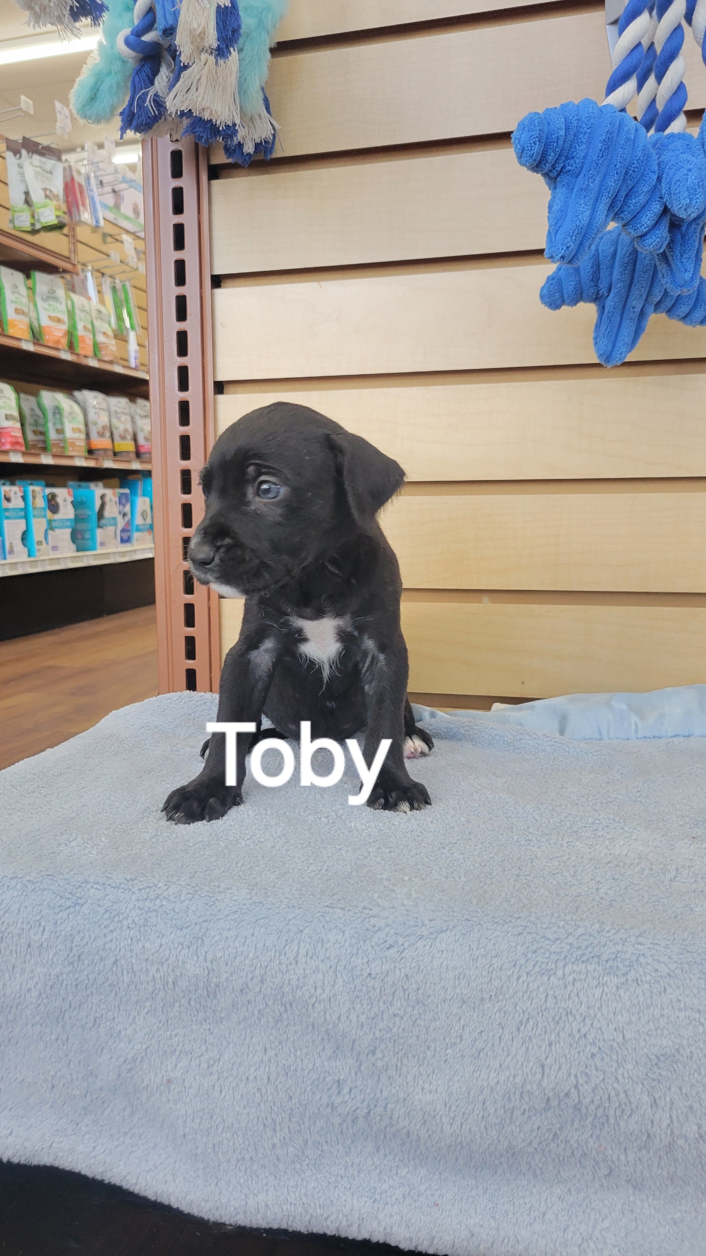 Toby, an adopted Labrador Retriever in Saint Augustine, FL_image-1