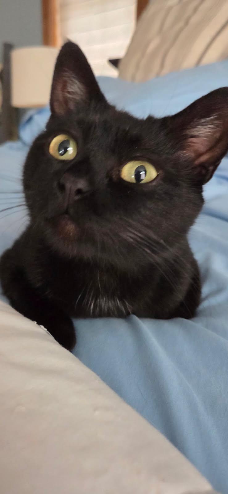 Bubbles, Adult Female Tabby