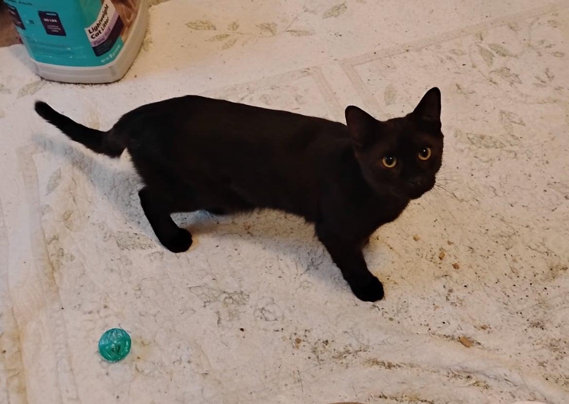 Enlarge Bean, an adopted Domestic Short Hair in Bayonne, NJ image 2/6