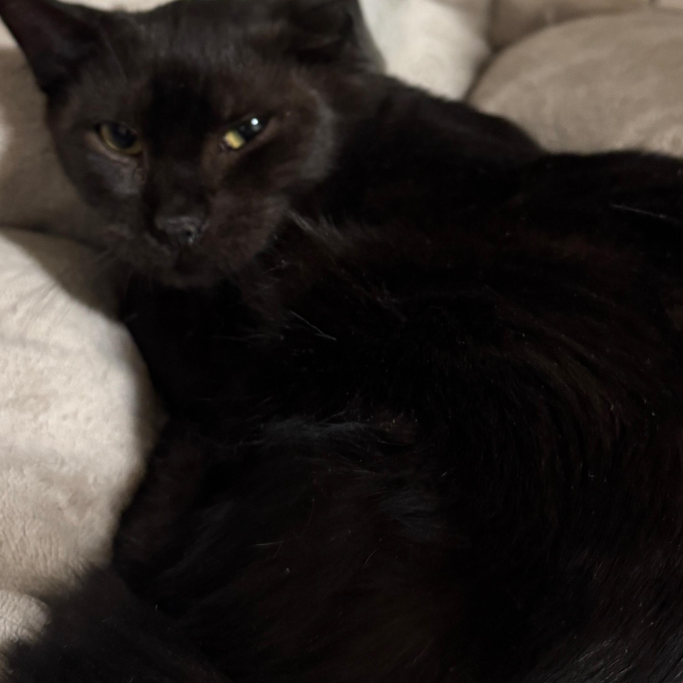 Enlarge Bean, a Adoptable Domestic Short Hair in Bayonne, NJ image 3/4