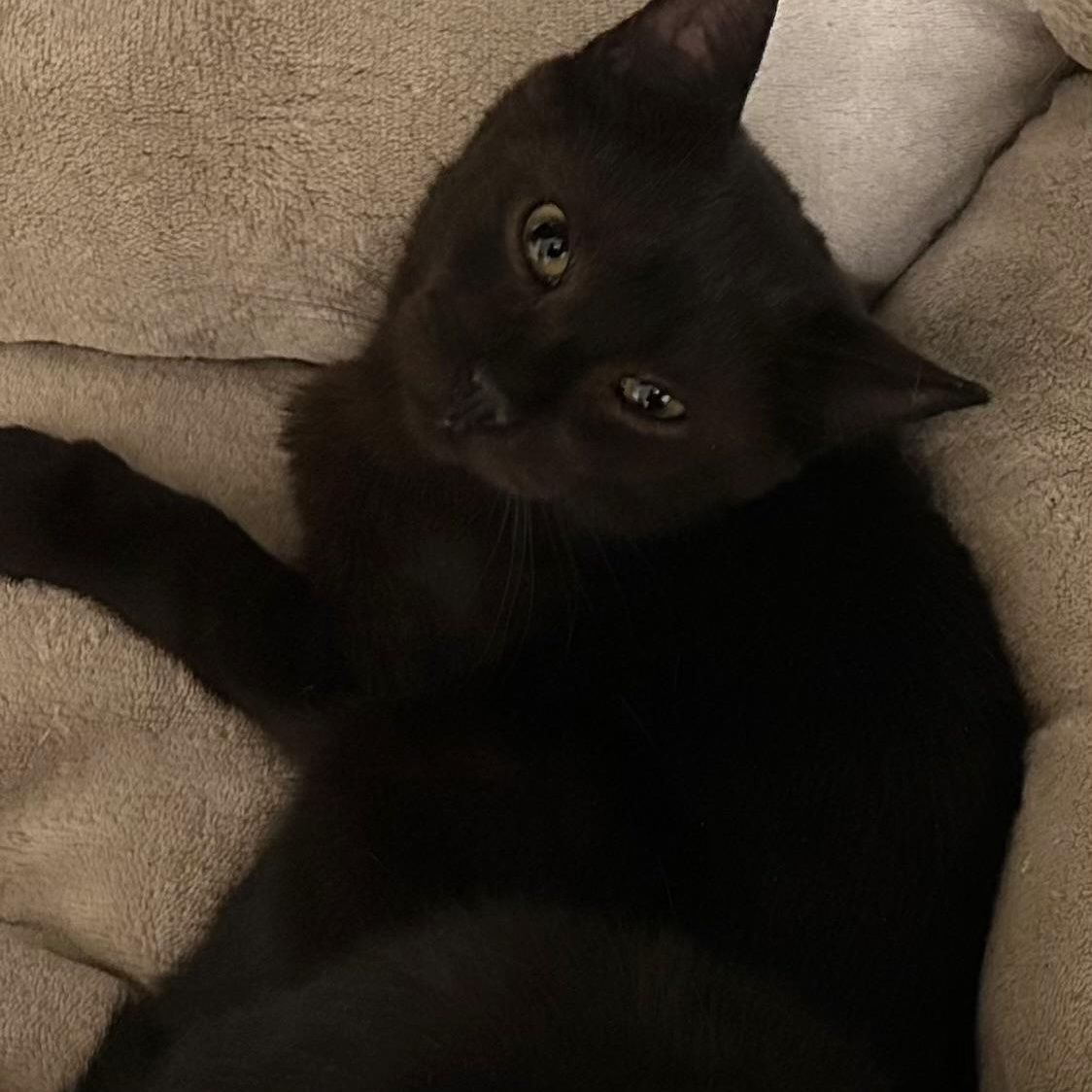 Enlarge Bean, a Adoptable Domestic Short Hair in Bayonne, NJ image 4/4