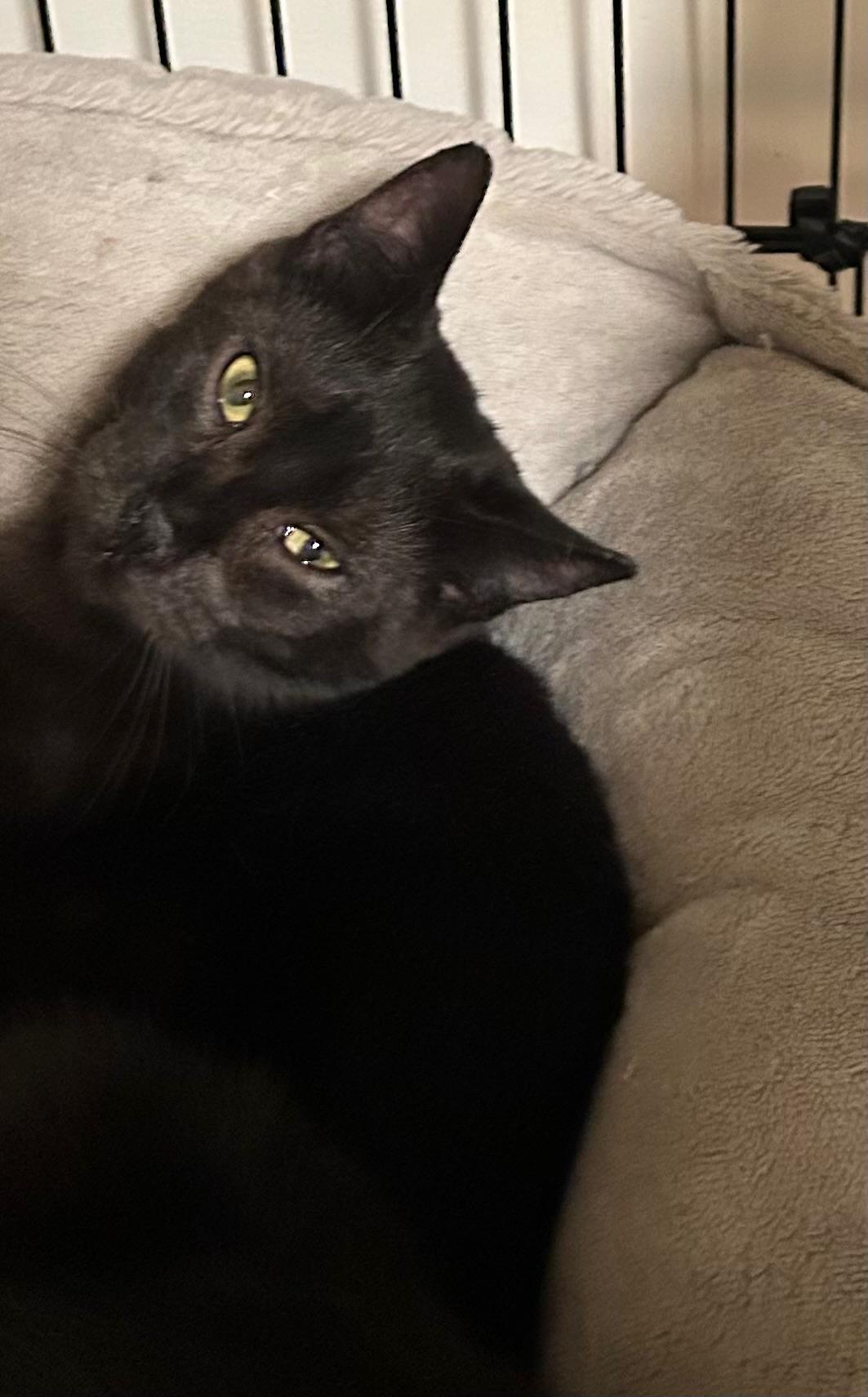 Enlarge Bean, a Adoptable Domestic Short Hair in Bayonne, NJ image 2/4