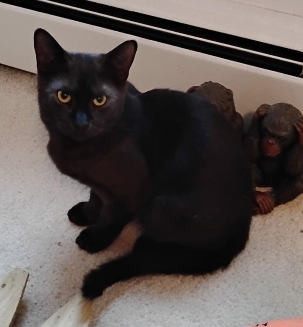 Enlarge Bean, an adopted Domestic Short Hair in Bayonne, NJ image 1/6