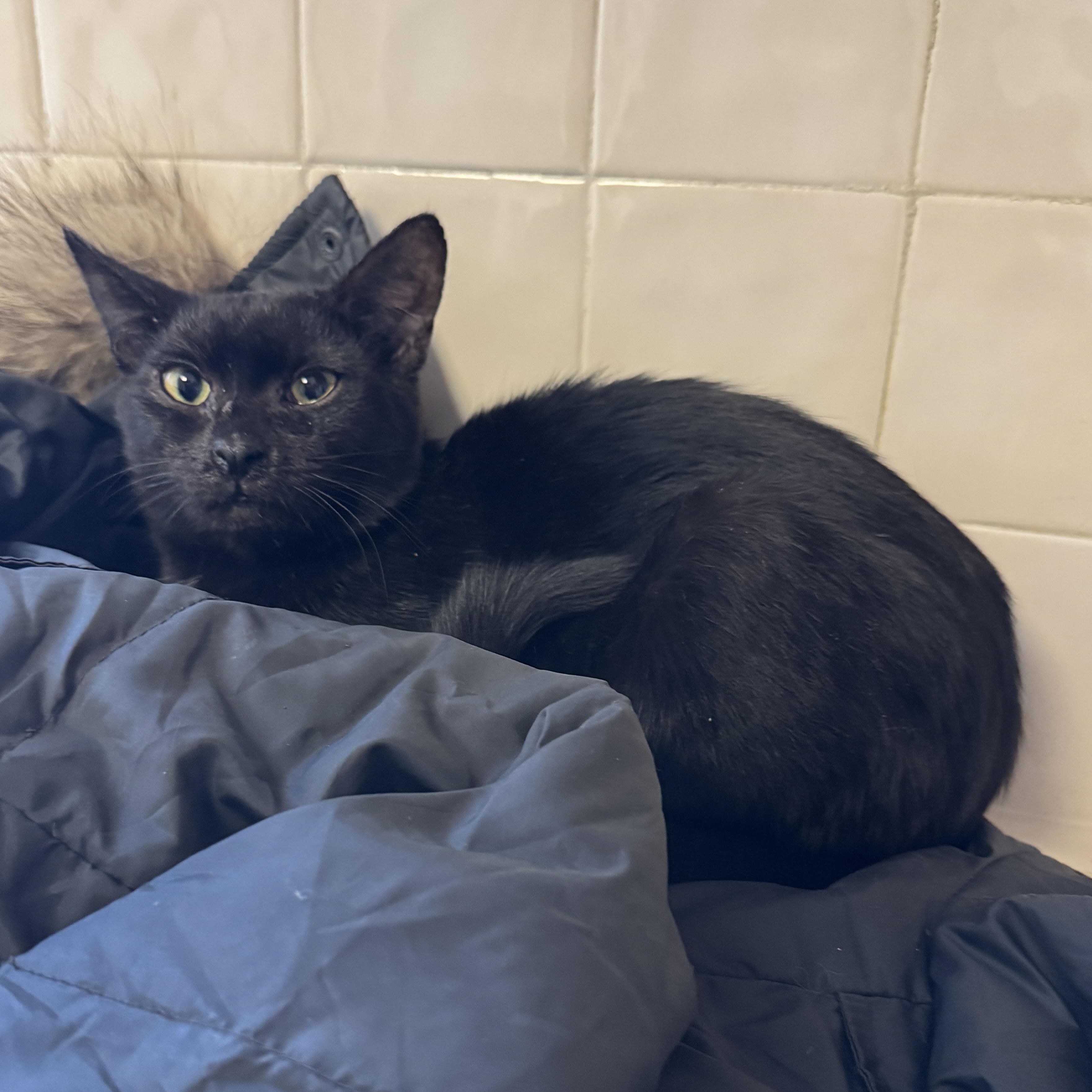 Bean, Adoptable, Young Male Domestic Short Hair.