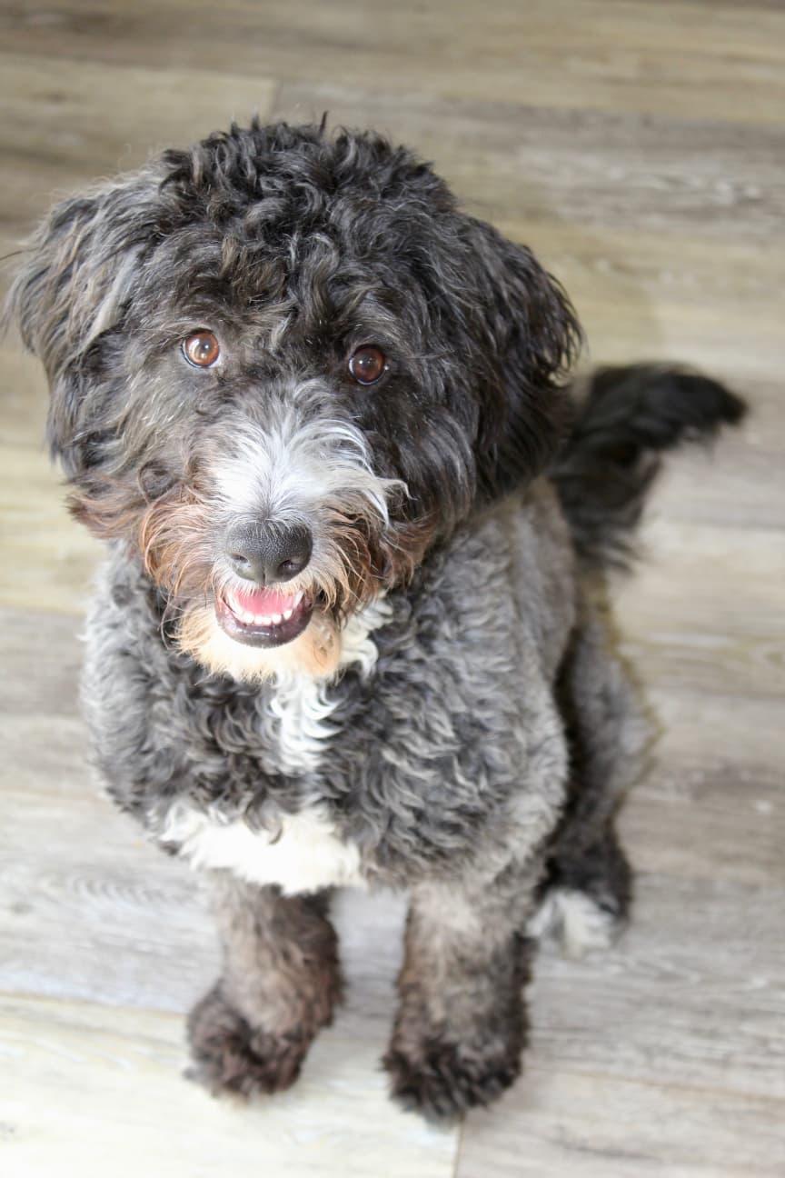 Enlarge Poppy, a Adopted Labradoodle in Portland, OR image 1/5