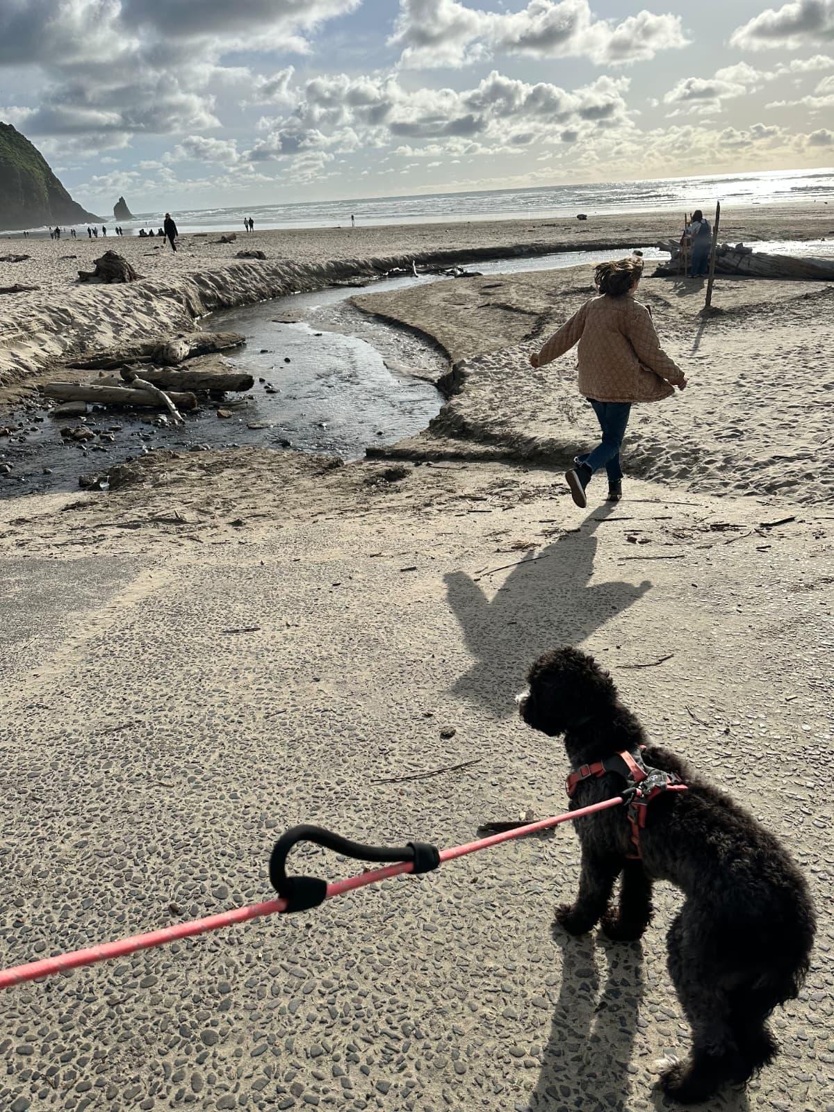 Enlarge Poppy, a Adopted Labradoodle in Portland, OR image 3/5