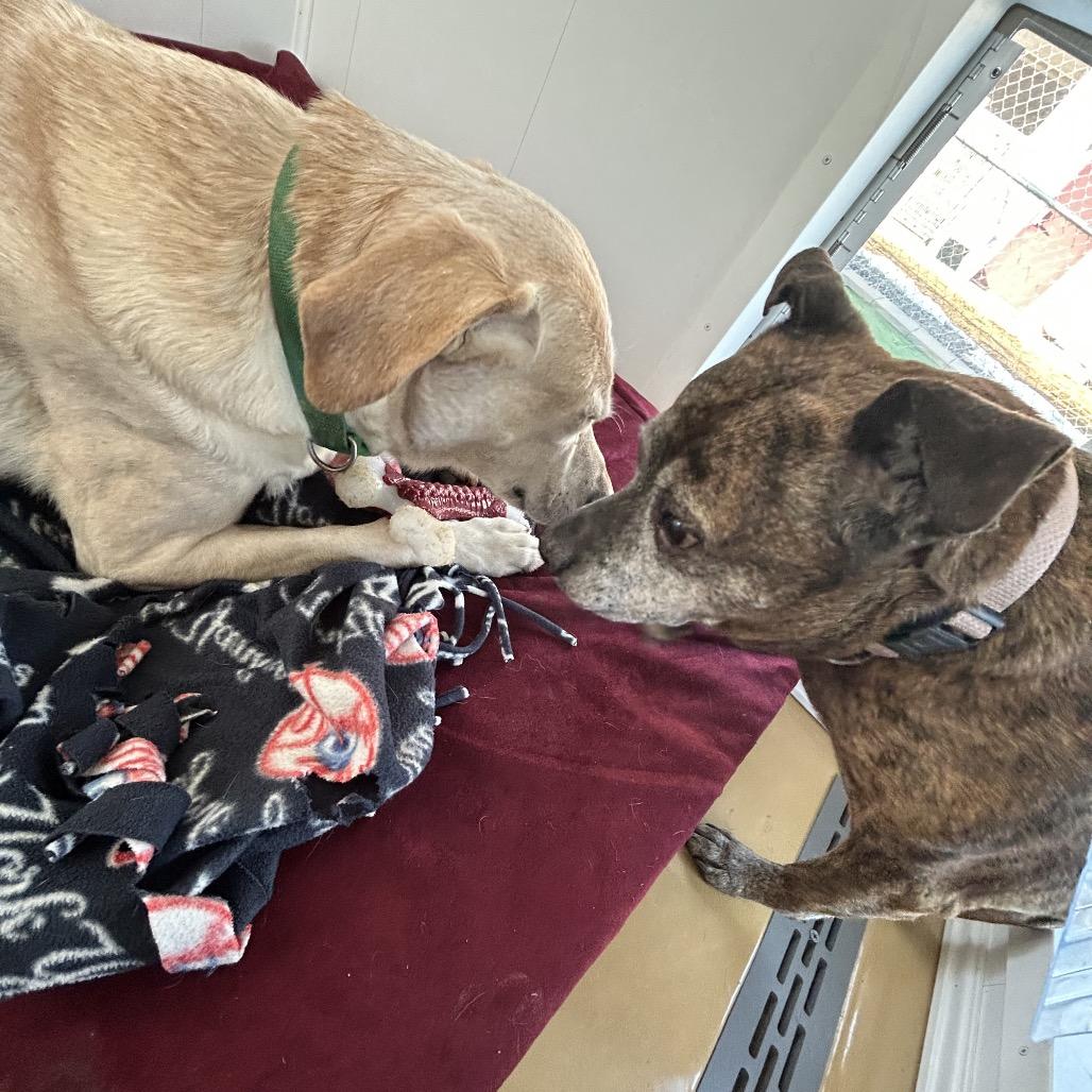 Sophie (In Foster), Adoptable, Senior Female Staffordshire Bull Terrier & Mixed Breed.
