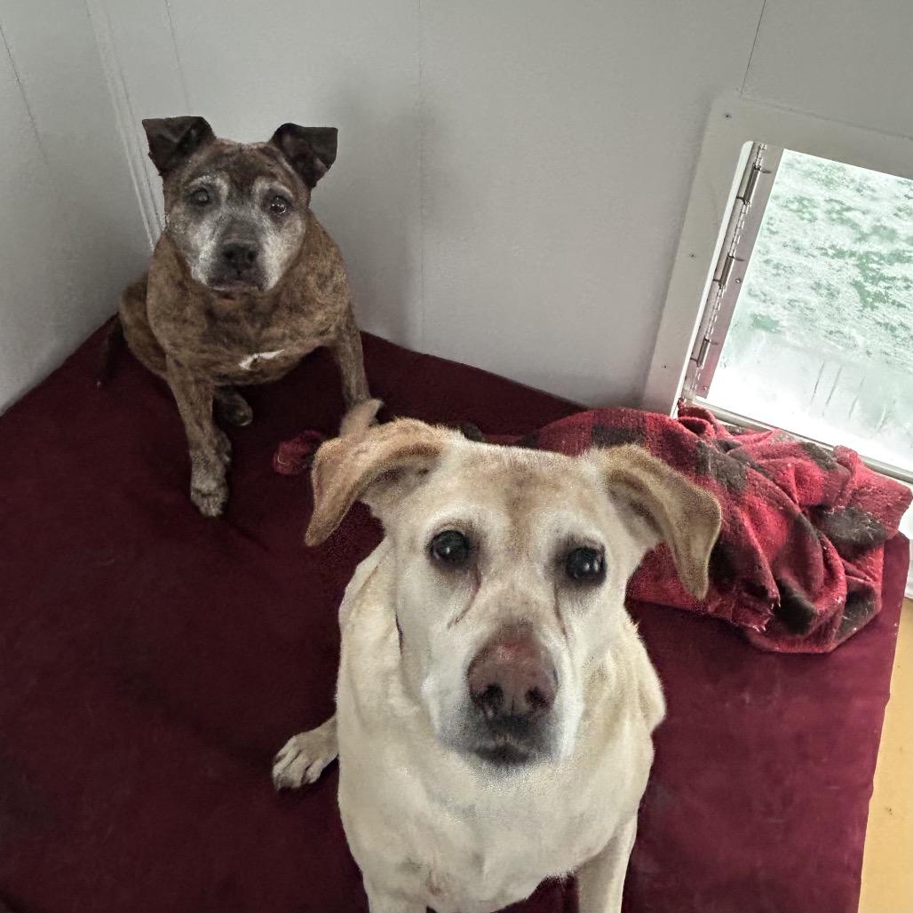 Sophie (In Foster), a Adoptable mixed breed in East Smithfield , PA image 2/6