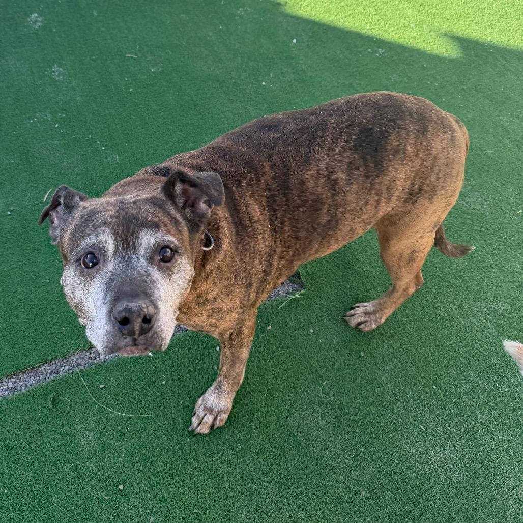 Sophie (In Foster), a Adoptable mixed breed in East Smithfield , PA image 3/6