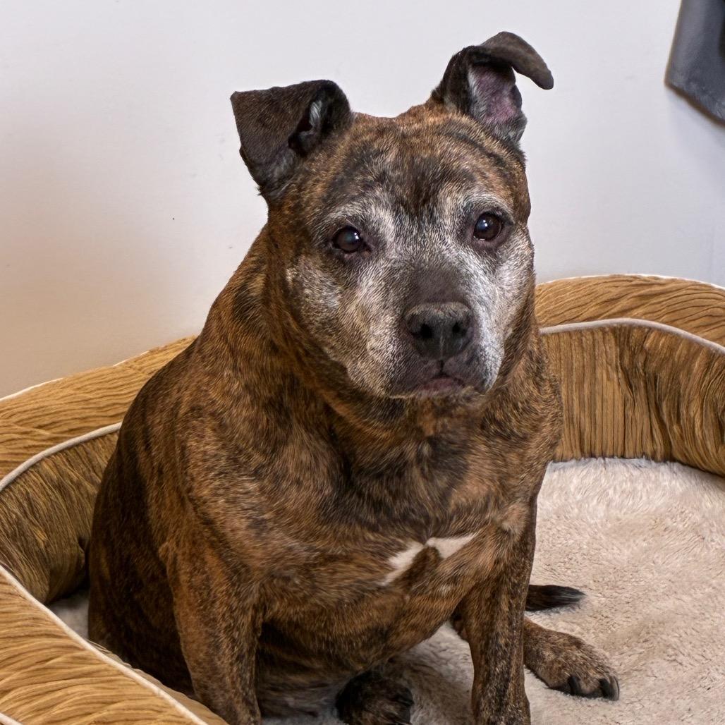 Sophie (In Foster), a Adoptable mixed breed in East Smithfield , PA image 4/6