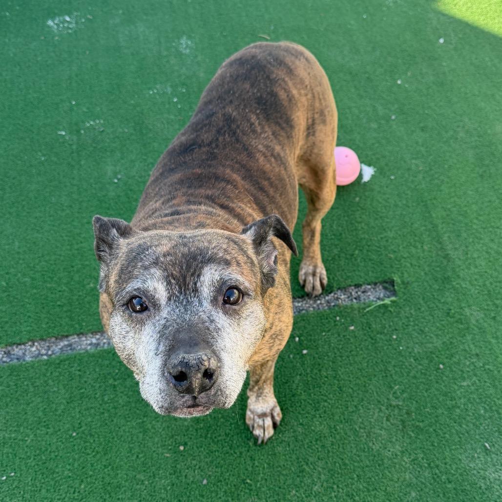 Sophie (In Foster), a Adoptable mixed breed in East Smithfield , PA image 5/6