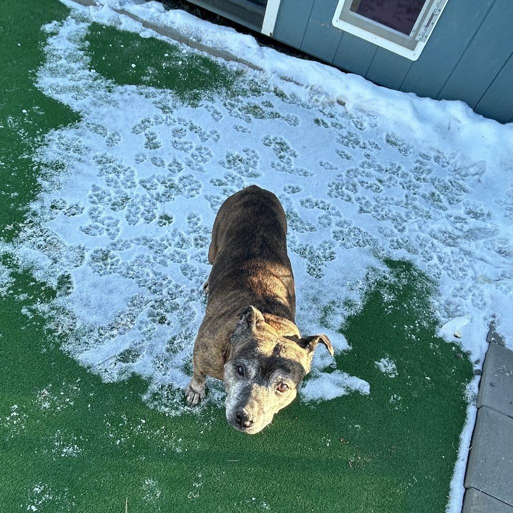 Sophie (In Foster), a Adoptable mixed breed in East Smithfield , PA image 6/6