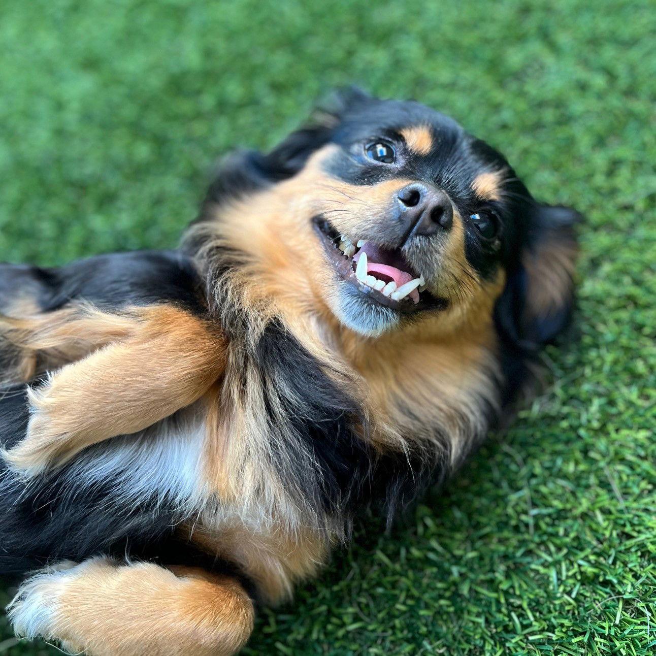 Enlarge Luna, a Adopted mixed breed in Burlingame, CA image 1/2