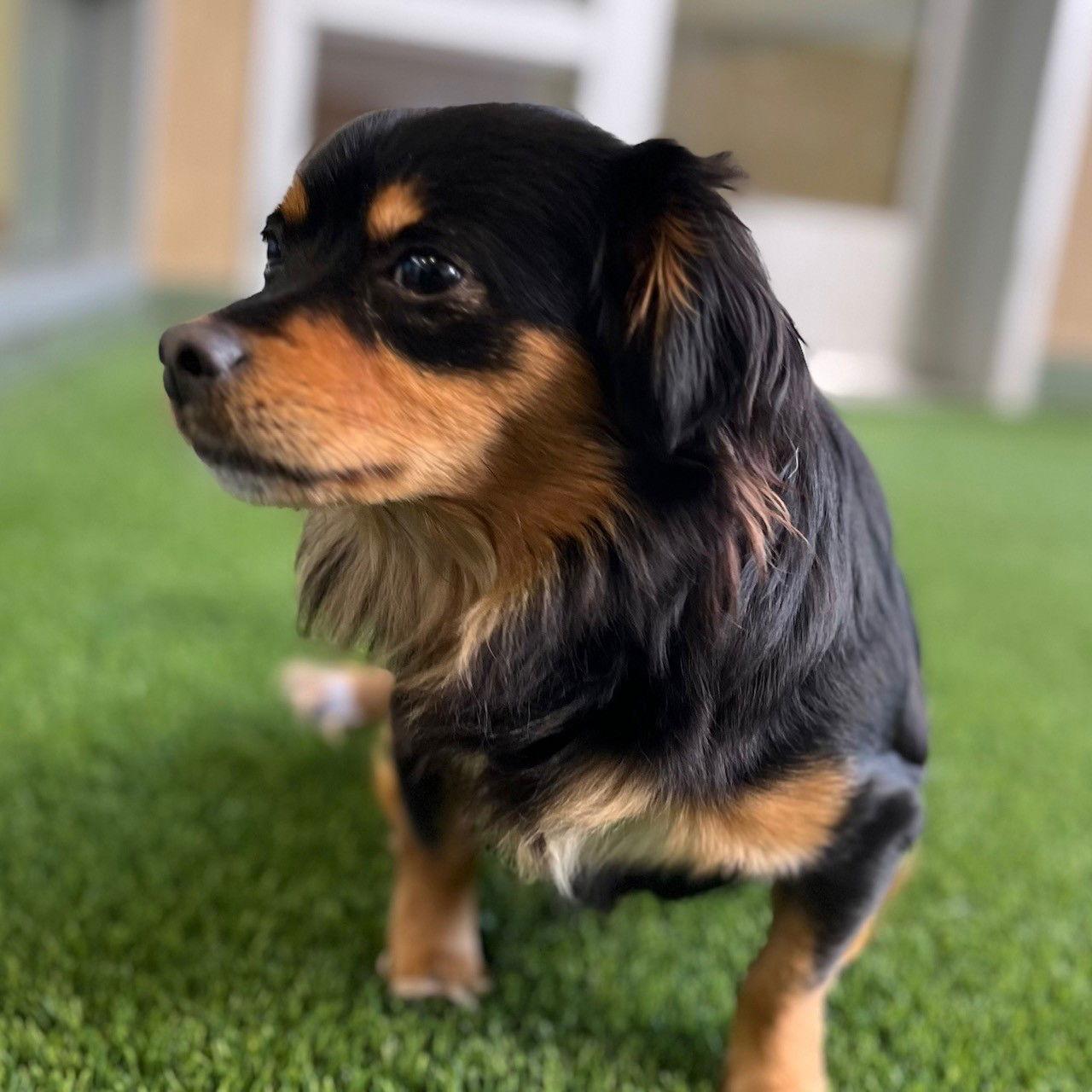 Enlarge Luna, a Adopted mixed breed in Burlingame, CA image 2/2